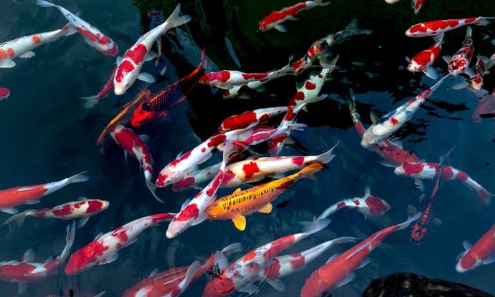 Aquaculture