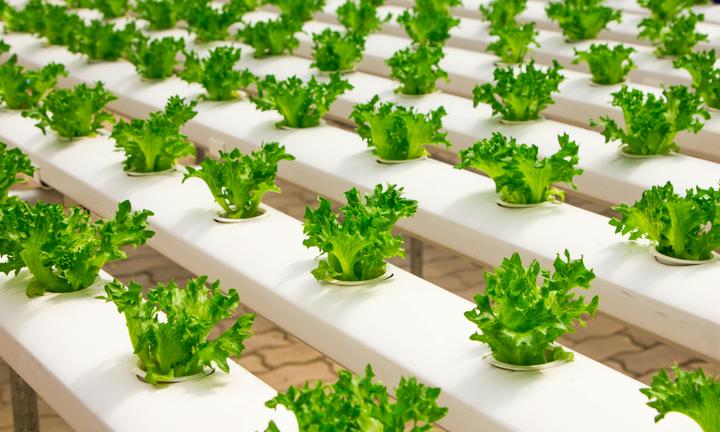 Hydroponics